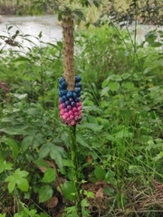 Amorphophallus kiusianus