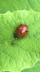 Coccinella septempunctata