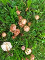 Marasmius oreades