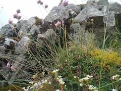 Armeria cantabrica