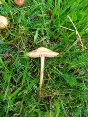 Marasmius oreades