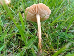 Marasmius oreades