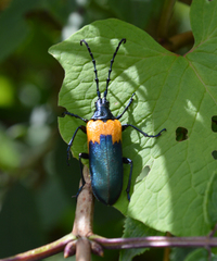 Desmocerus palliatus