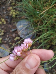 Armeria duriaei