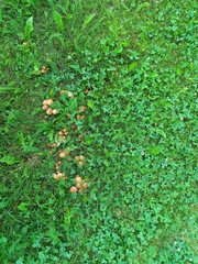 Marasmius oreades