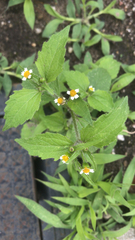 Galinsoga quadriradiata