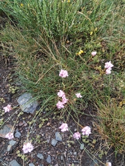 Armeria duriaei