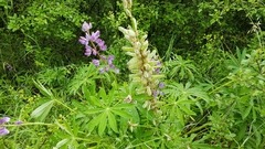Lupinus polyphyllus
