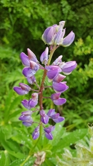 Lupinus polyphyllus