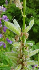 Lupinus polyphyllus