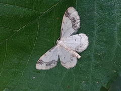 Idaea trigeminata