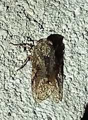 Calyptoproctina