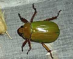 Chrysina antonkozlovi