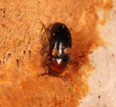 Dacne bipustulata