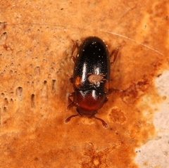 Dacne bipustulata