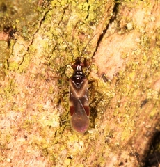 Loricula elegantula