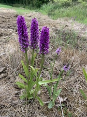 Dactylorhiza praetermissa