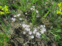 Silene linnaeana