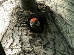 Dendrocopos major