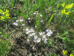 Silene linnaeana