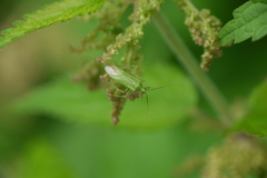 Calocoris alpestris