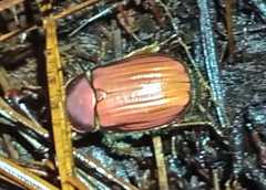 Chrysina antonkozlovi