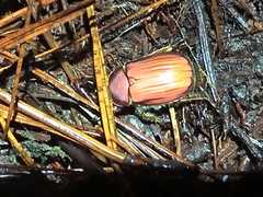 Chrysina antonkozlovi