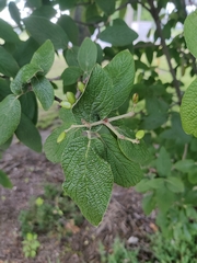 Viburnum