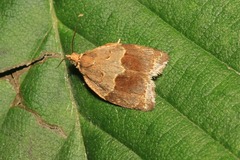 Clepsis dumicolana