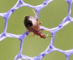 Loricula pselaphiformis