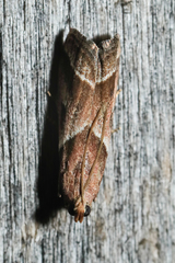 Nyctegretis lineana