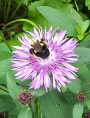 Bombus impatiens