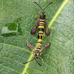 Synanthedon theryi