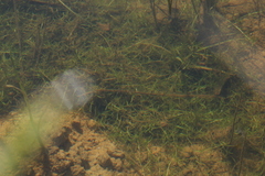 Callitriche hermaphroditica