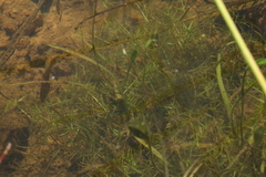 Callitriche hermaphroditica
