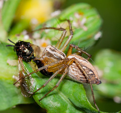 Oxyopes lineatus