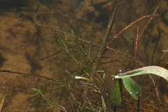 Callitriche hermaphroditica