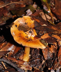 Cortinarius phalarus