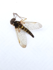 Chrysopilus ornatus