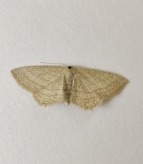 Scopula virgulata
