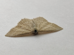 Scopula virgulata