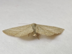 Scopula virgulata