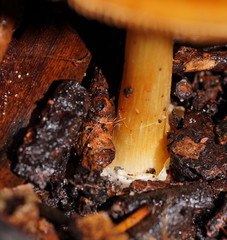 Cortinarius phalarus