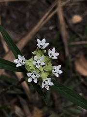 Asclepias nivea