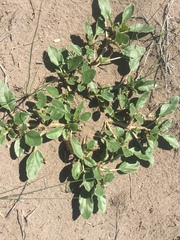 Tripterocalyx micranthus