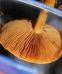 Cortinarius phalarus