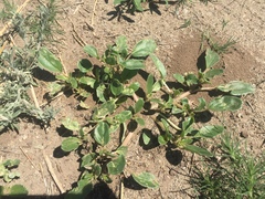 Tripterocalyx micranthus