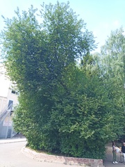 Prunus padus