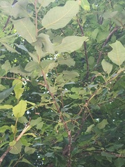 Prunus padus