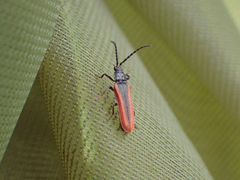 Omalisus fontisbellaquei